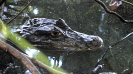 Laguna Big Pond, San Andr�s