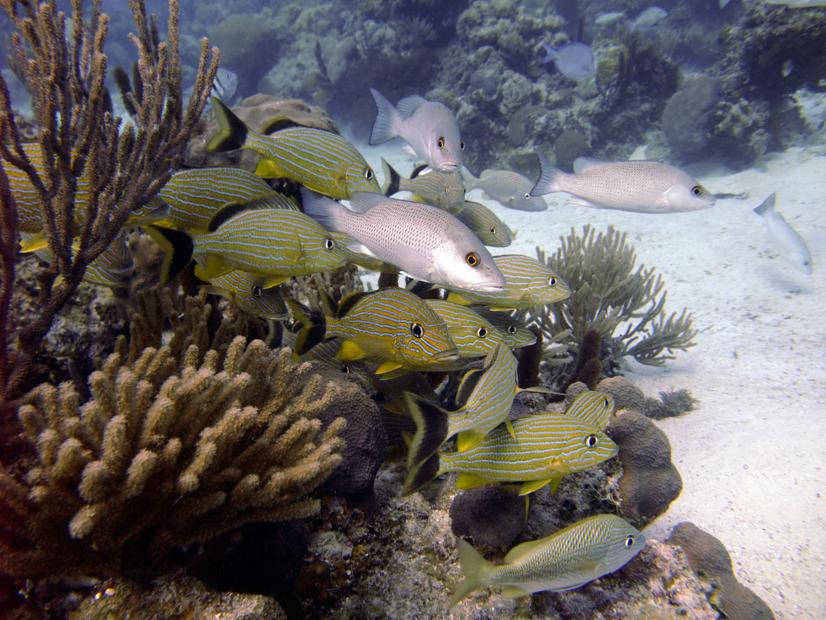 Cayo Largo, Cuba - Buceo