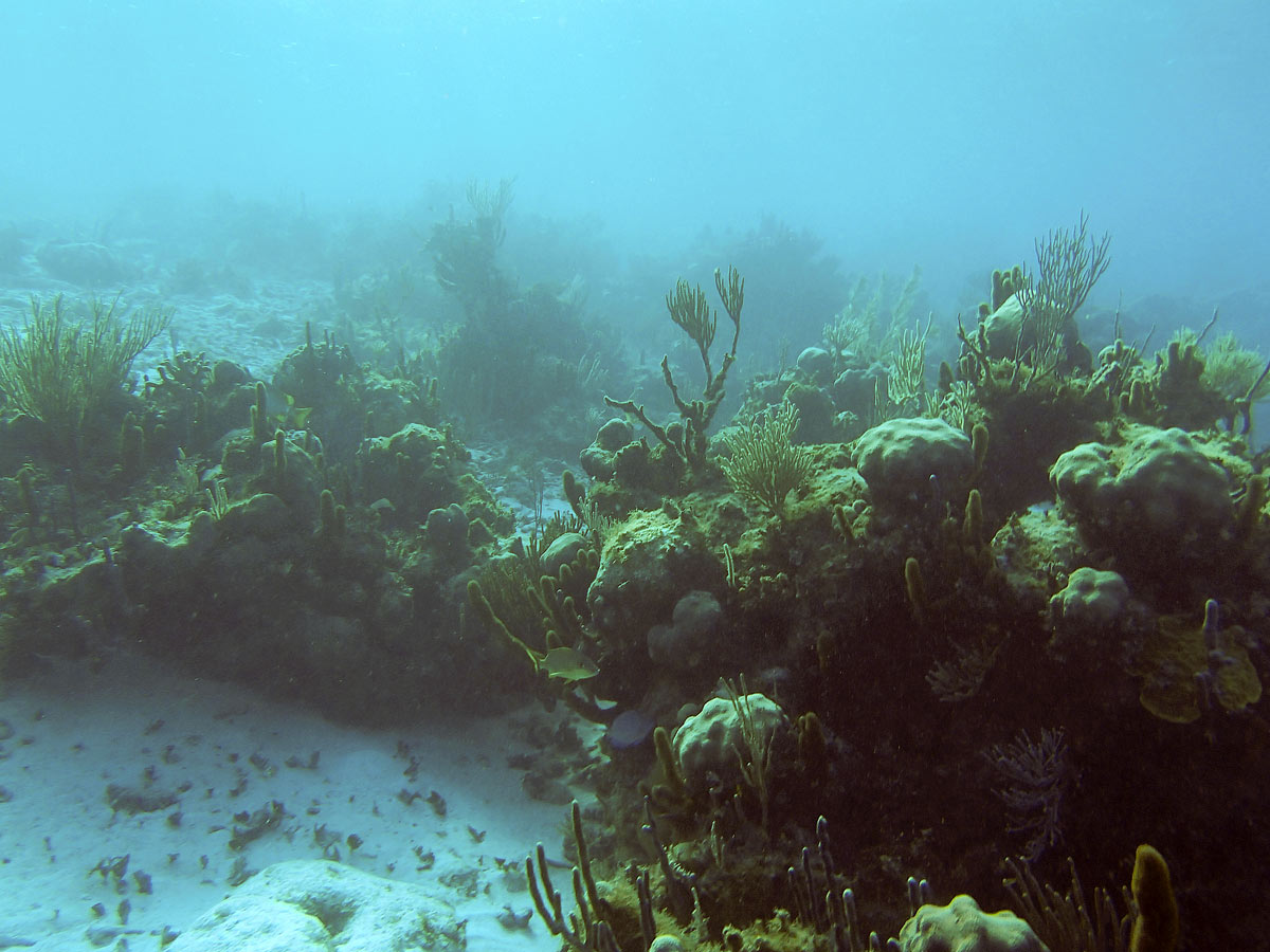 Cayo Largo, Cuba - Buceo