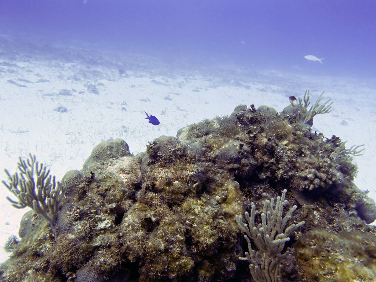 Cayo Largo, Cuba - Buceo