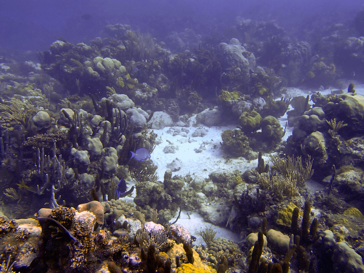Cayo Largo, Cuba - Buceo