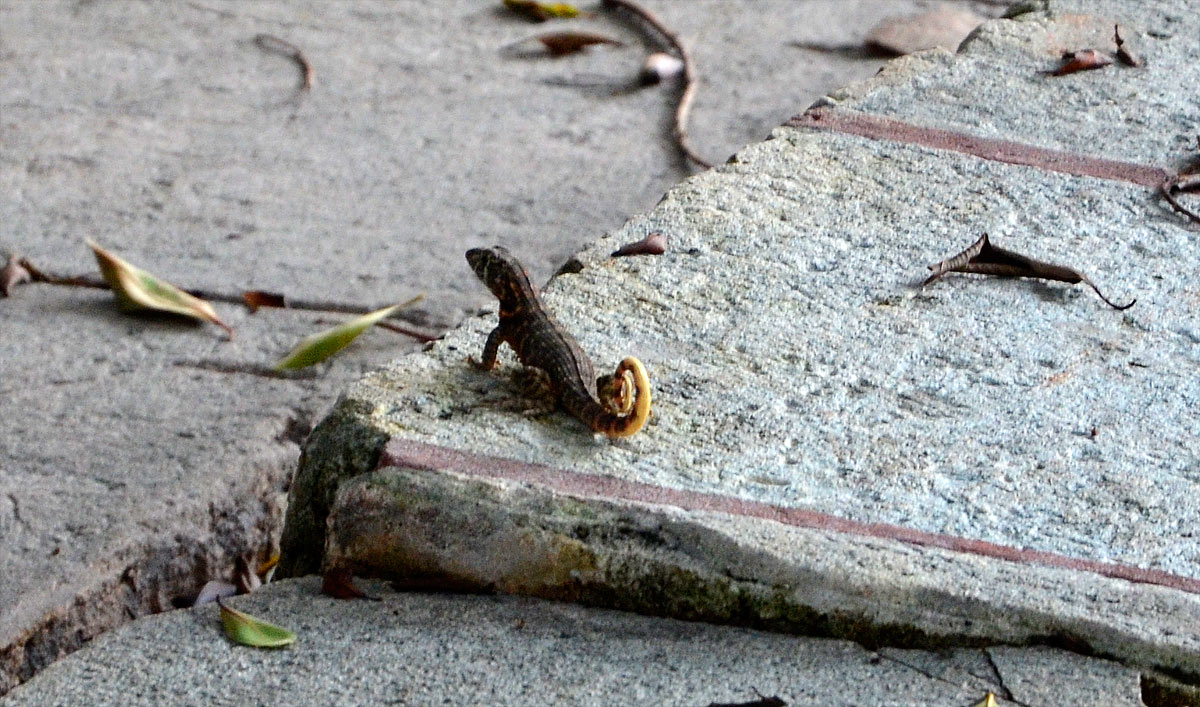 Cuba, La Habana - Fortaleza de San Carlos de la Caba&ntilde;a