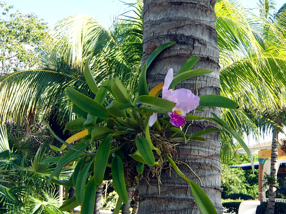 Cuba, Cayo Santa Mar&iacute;a - Hotel Las Dunas