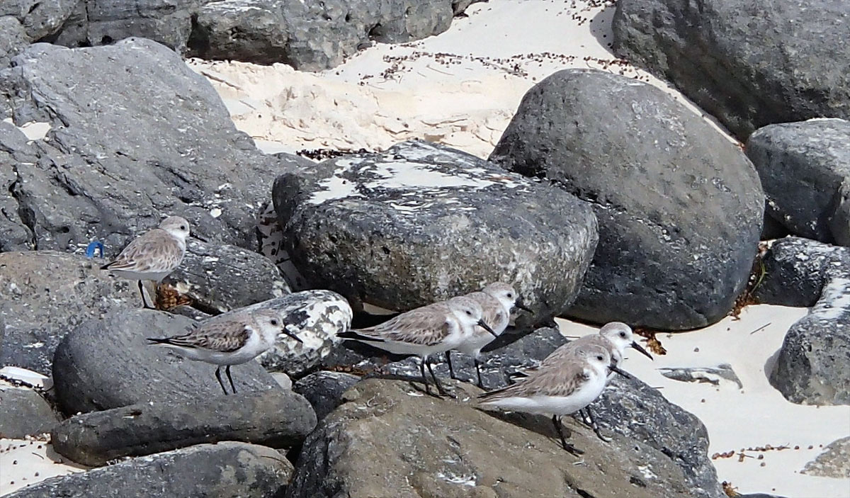 Cayo Largo, Playa Para&iacute;so