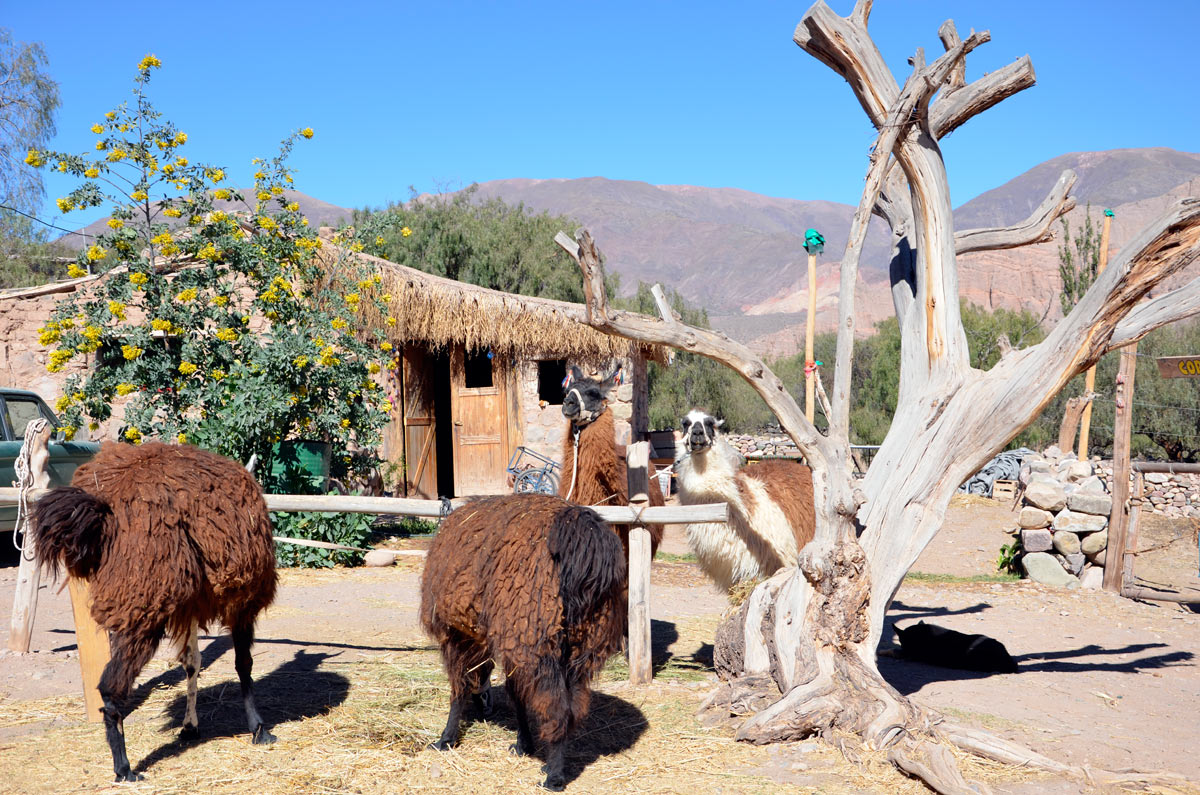 Tilcara, Caravana de Llamas