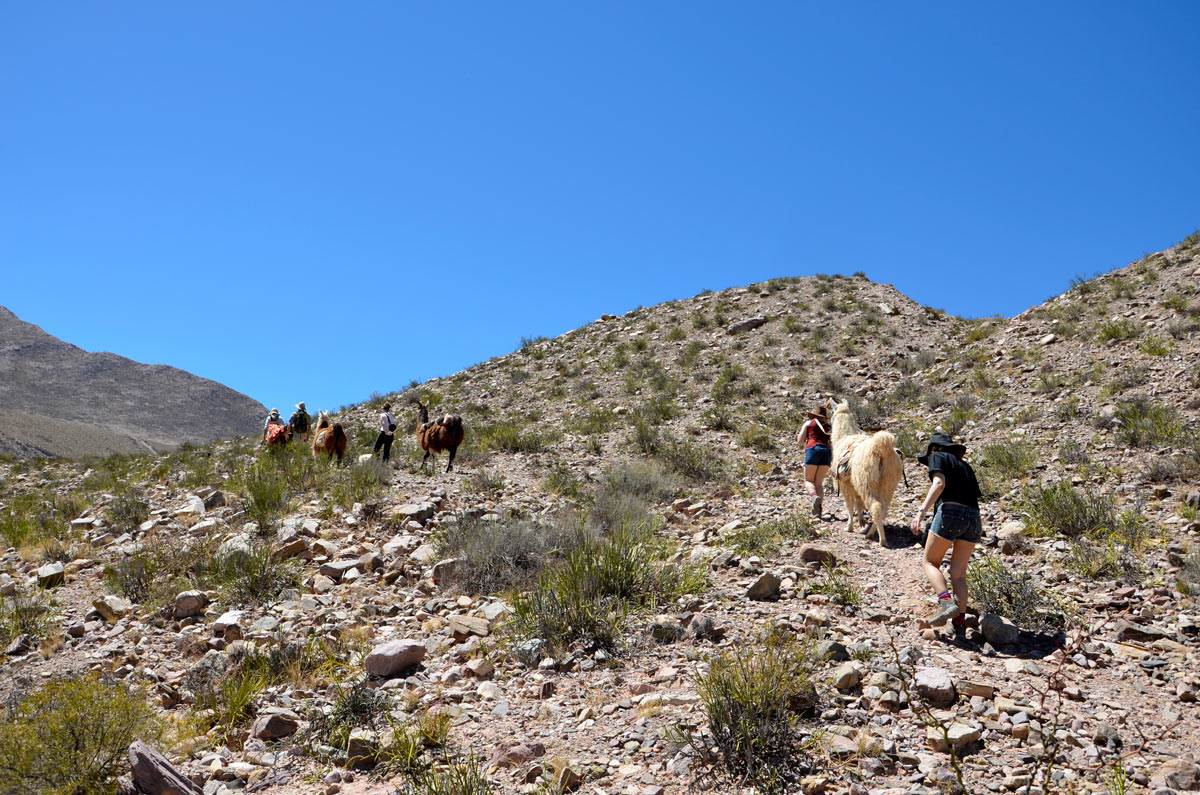 Tilcara, Caravana de Llamas