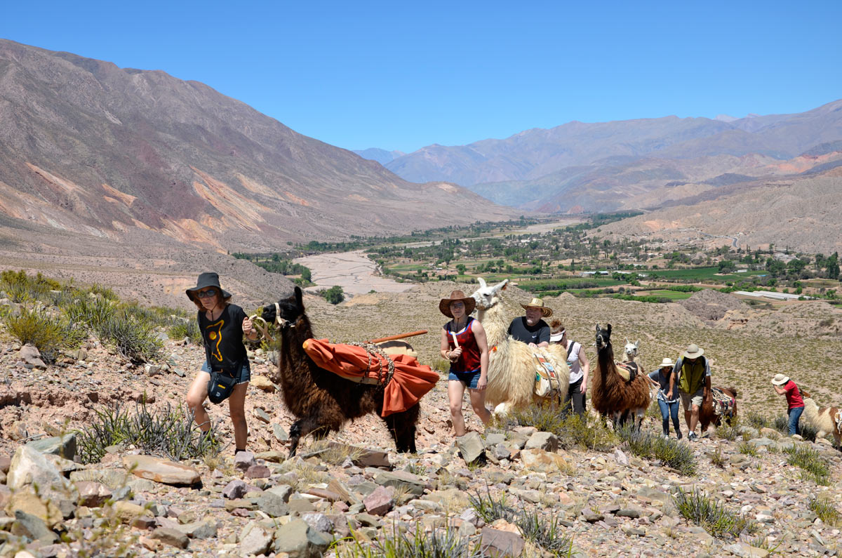 Tilcara, Caravana de Llamas