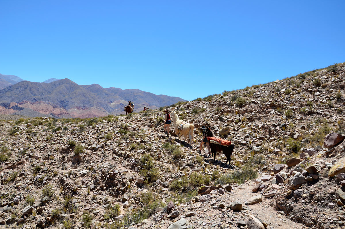 Tilcara, Caravana de Llamas