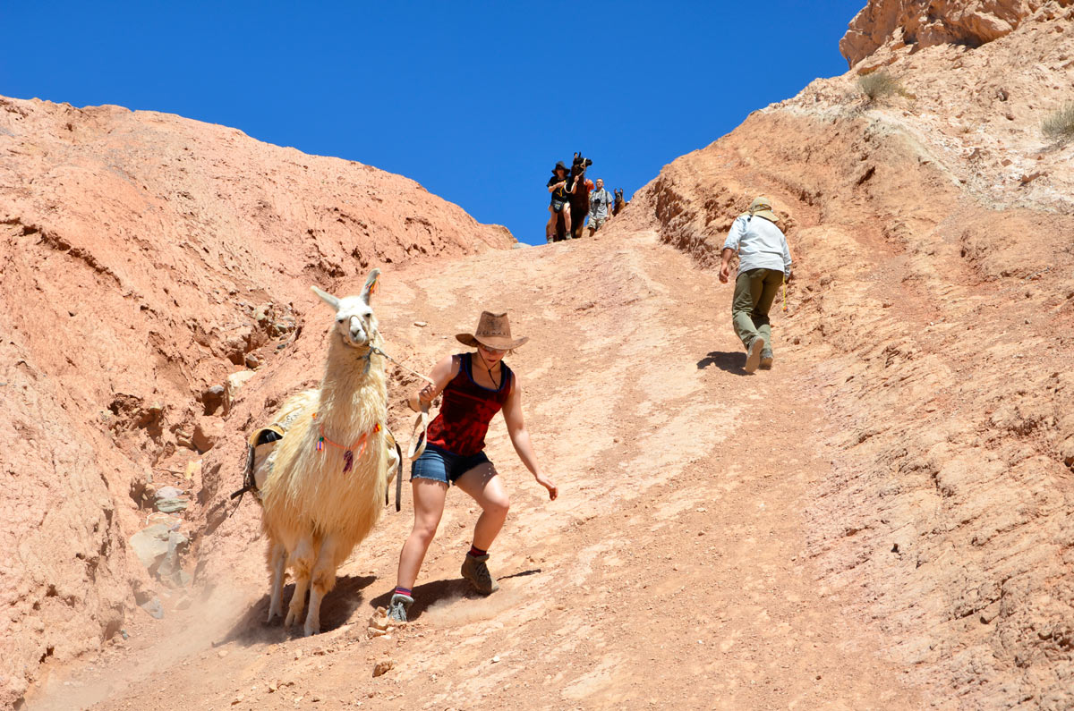 Tilcara, Caravana de Llamas