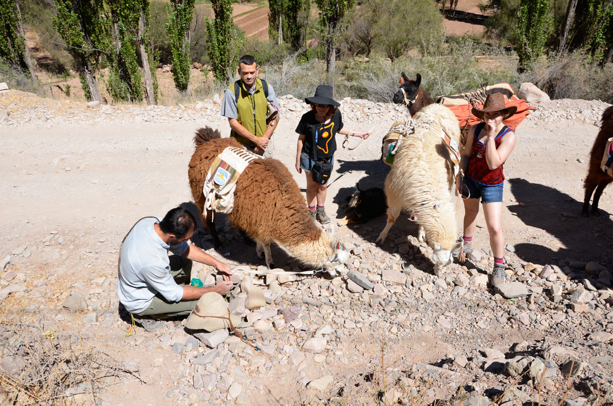 Tilcara, Caravana de Llamas