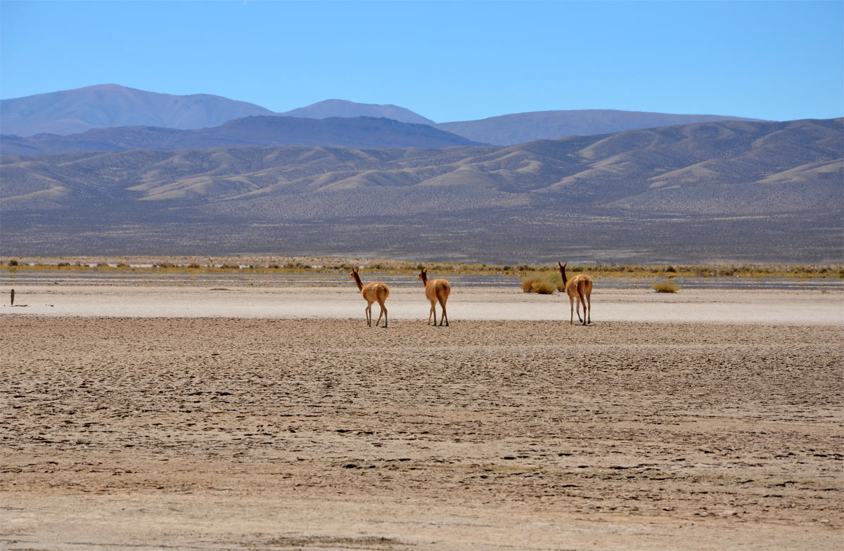 Salinas Grandes