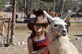 Tilcara, Caravana de Llamas