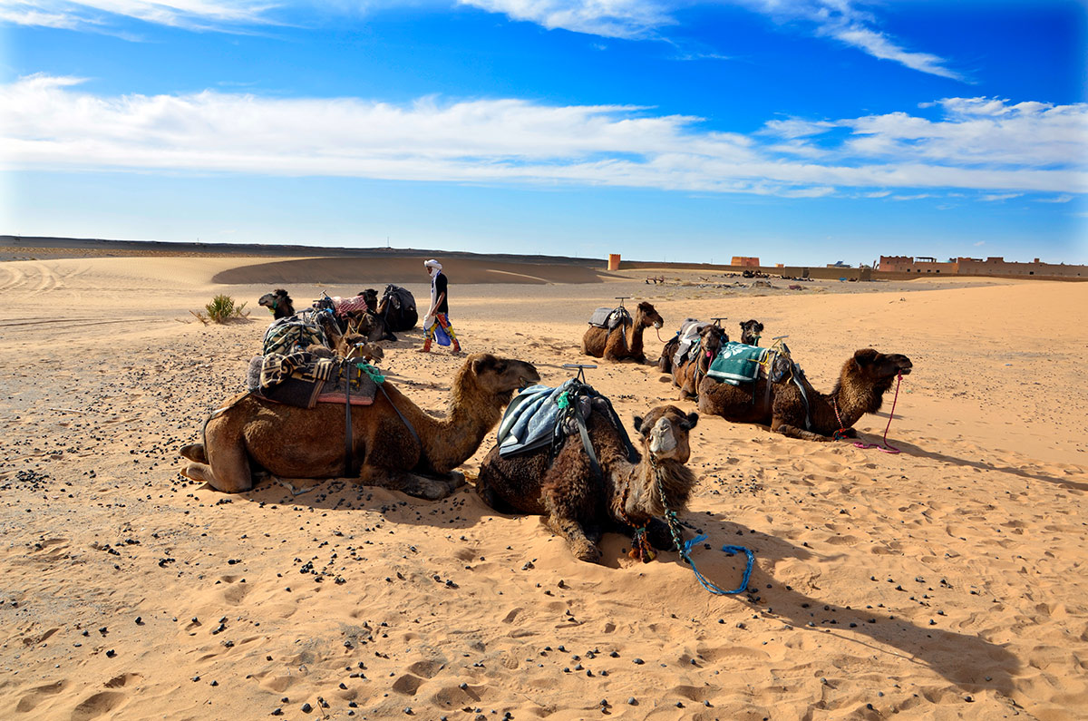 Erg Chebbi - Dromedarios