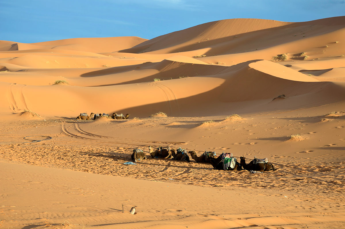 Erg Chebbi - Dromedarios descansando