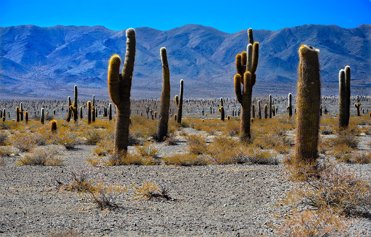 Parque Nacional de los Cardones