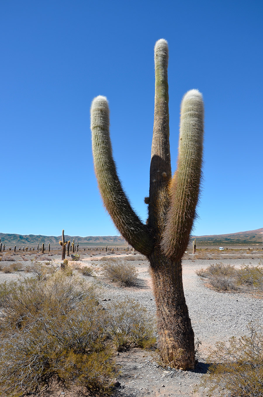 Parque Nacional de los Cardones