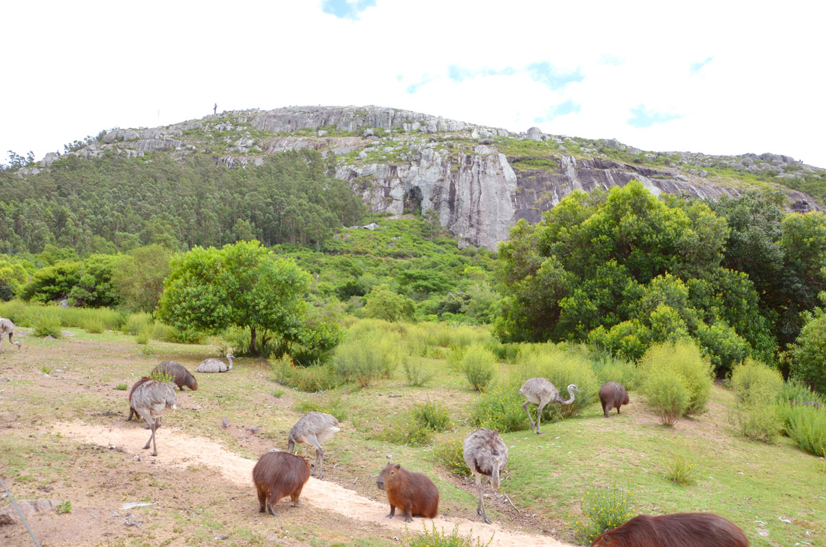 Cerro Pan de Az&uacute;car
