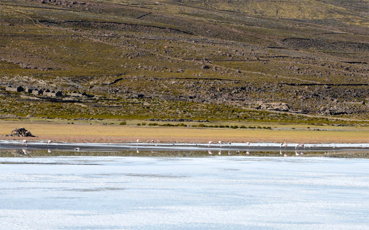 Flamencos, Tunupa, Salar Uyuni