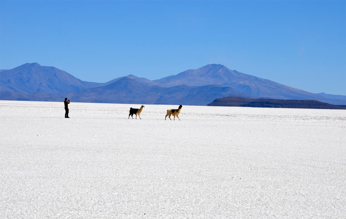 Llamas en el Salar de Uyuni