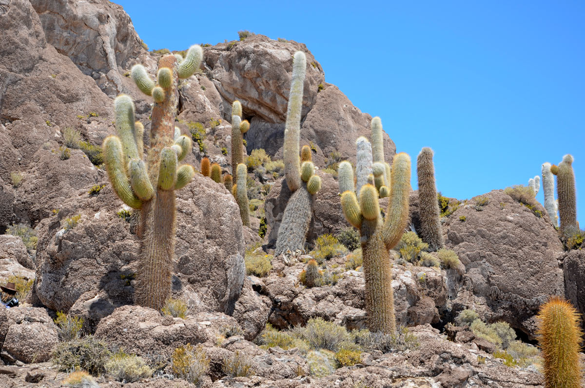 Salar Uyuni, Inchahuasi